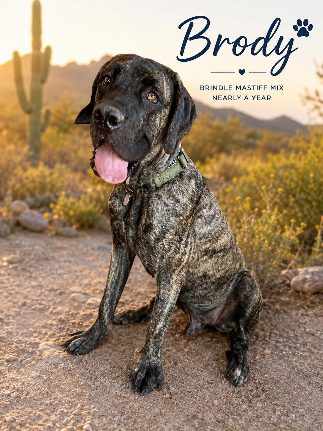 Enlarge Brody, a Adoptable mixed breed in Glendale, AZ image 1/3