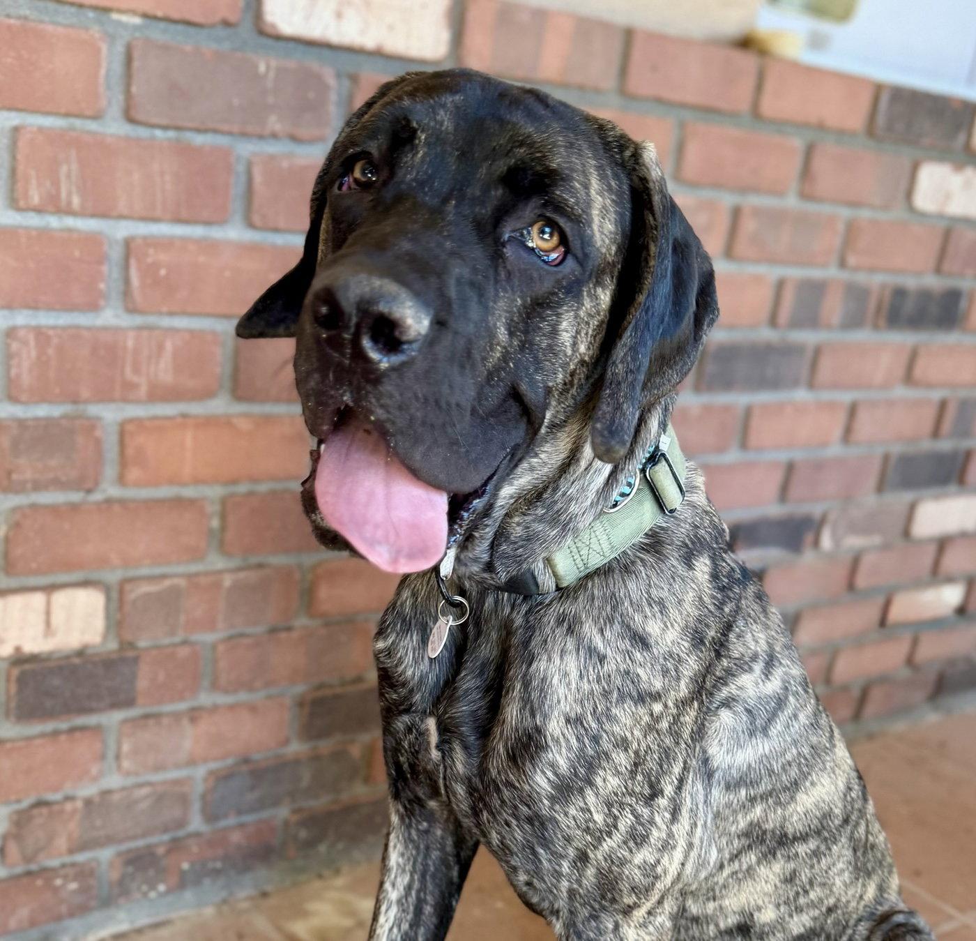 Enlarge Brody, a Adoptable mixed breed in Glendale, AZ image 2/3