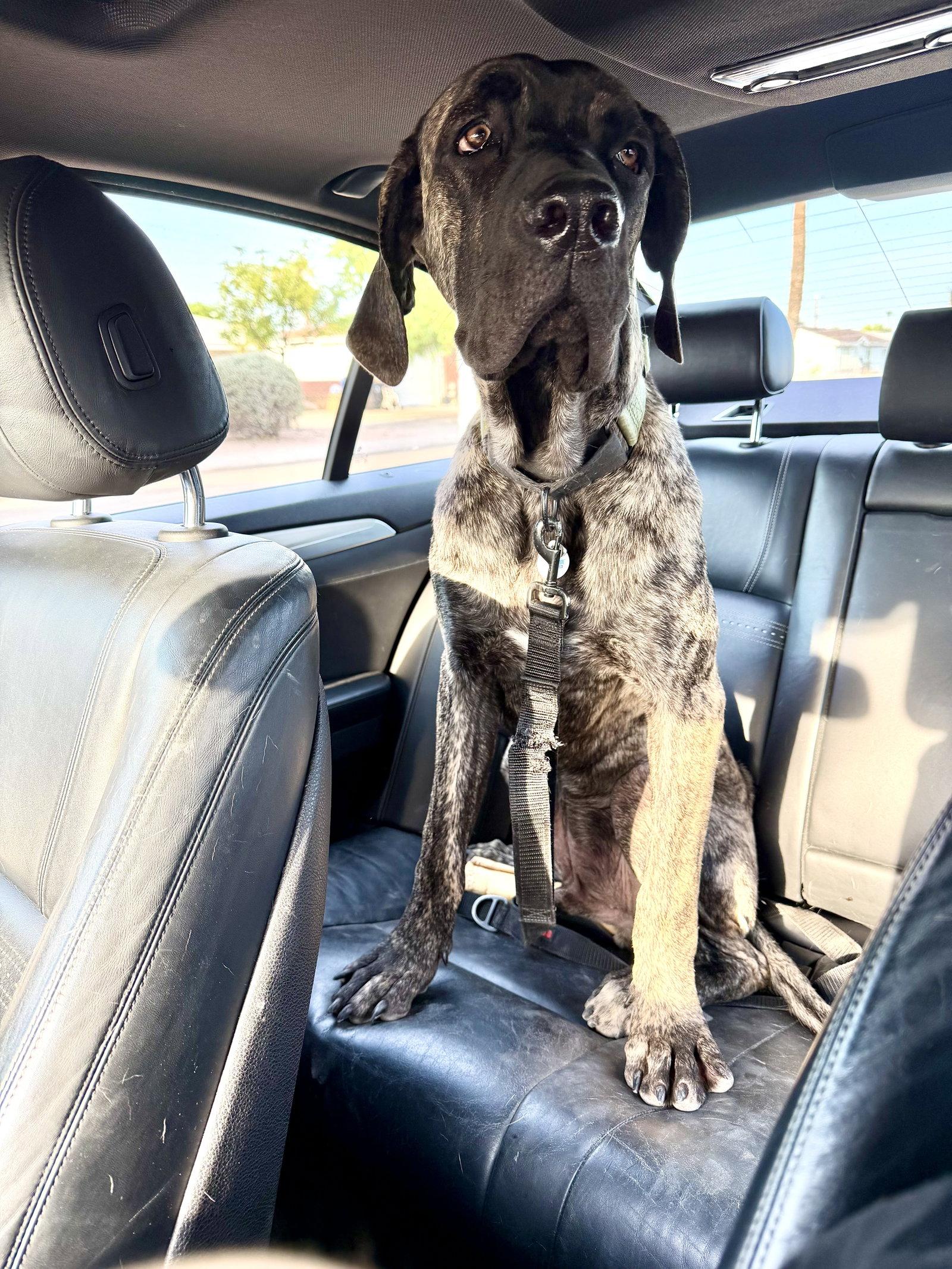 Enlarge Brody, a Adoptable mixed breed in Glendale, AZ image 3/3