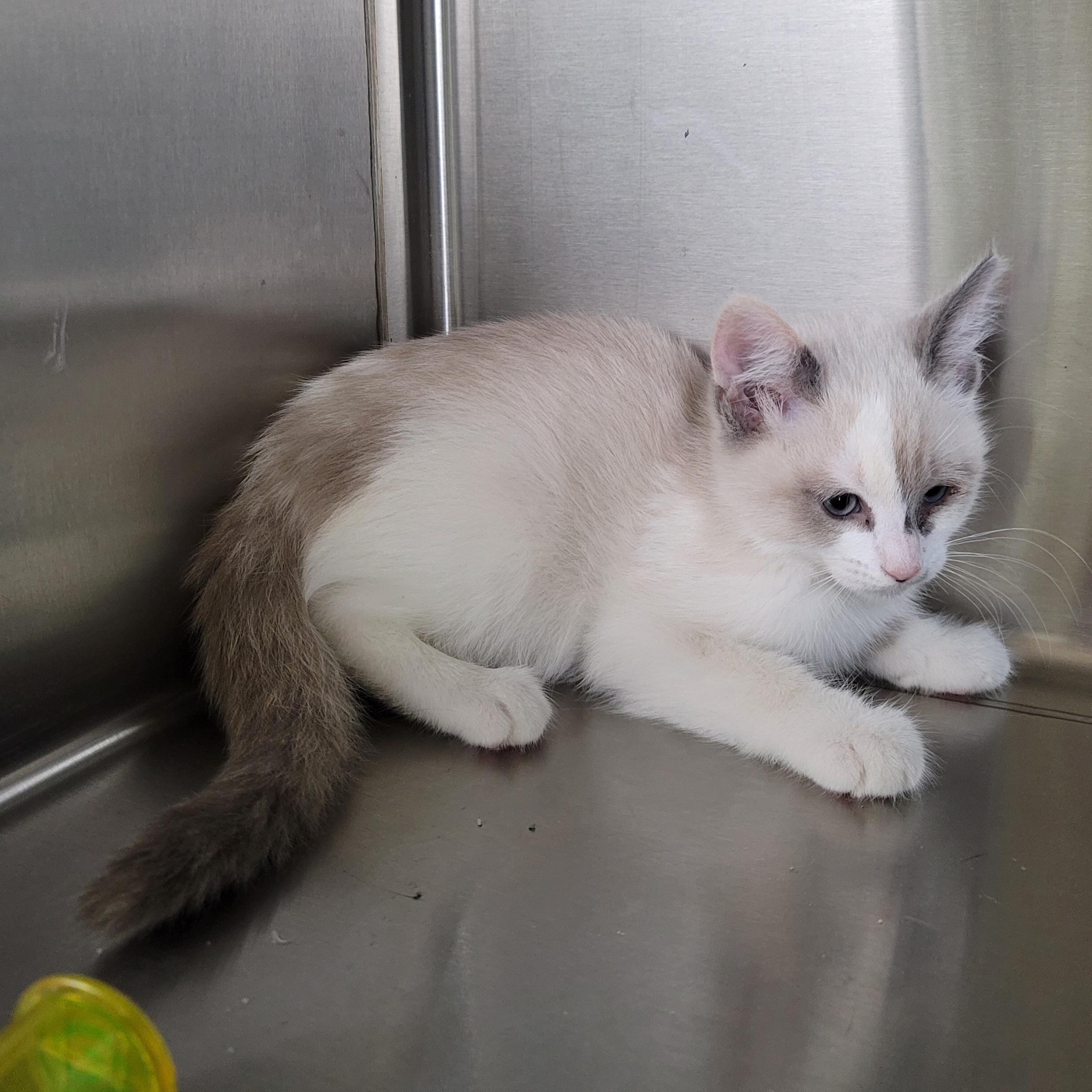 Marzipan, a ADOPTABLE American Shorthair in Alvin, TX image 3/3