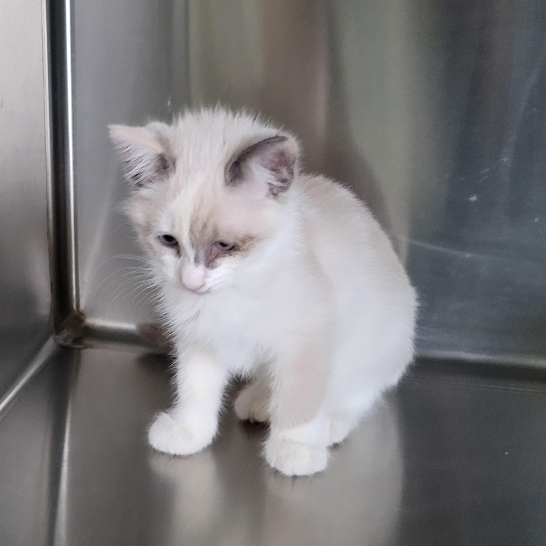 Marzipan, a ADOPTABLE American Shorthair in Alvin, TX image 2/3