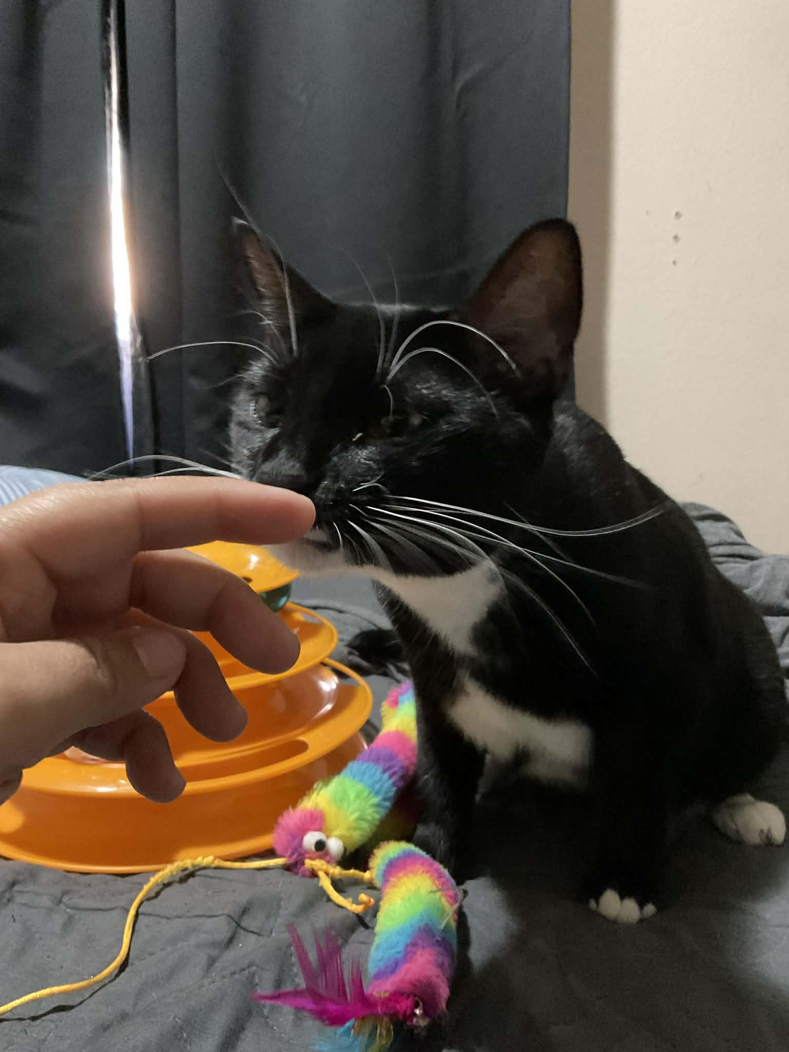 Enlarge Tulsa , an adopted Domestic Short Hair in Orlando, FL image 3/6