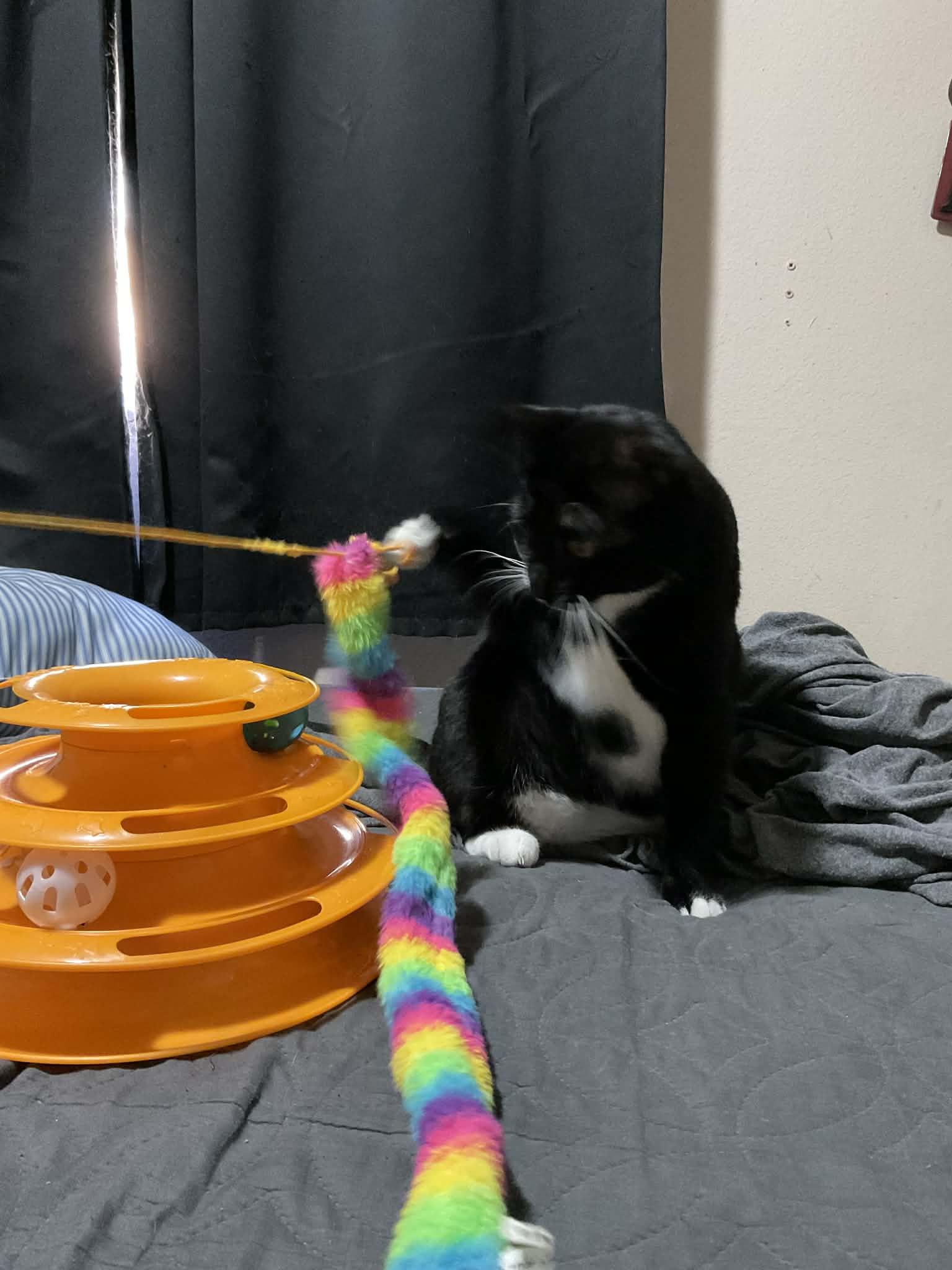 Enlarge Tulsa , an adopted Domestic Short Hair in Orlando, FL image 4/6