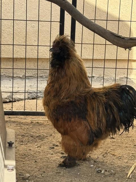 Enlarge COPPER, a Adoptable Chicken in Santa Maria, CA image 1/1