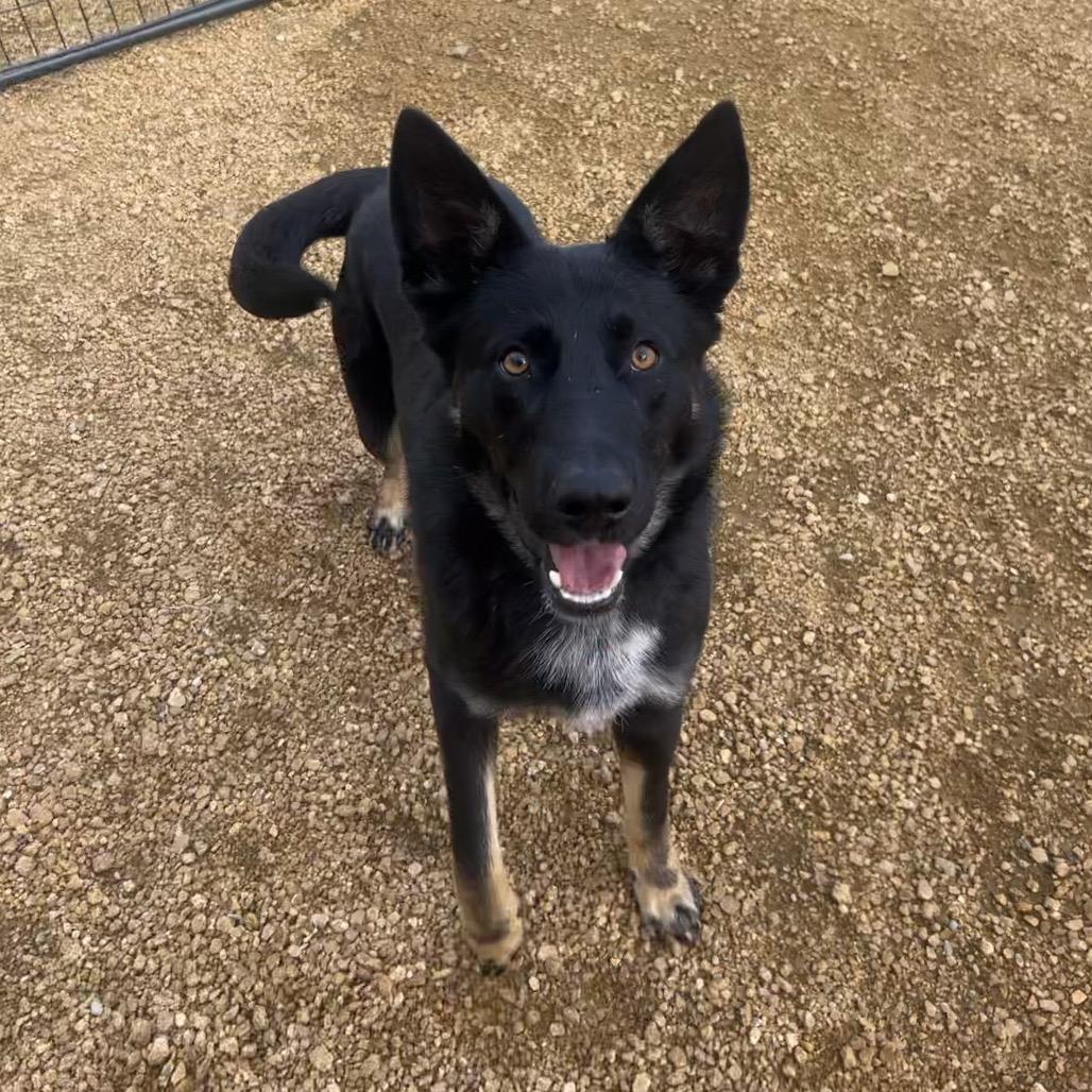 Bodhi, Adoptable, Adult Male Mixed Breed.