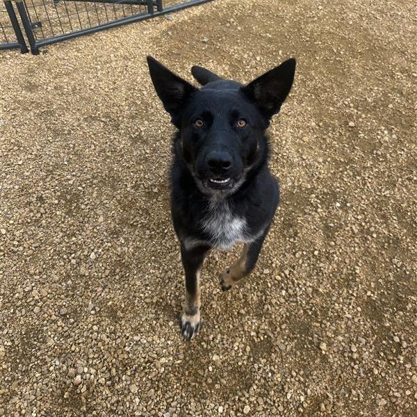 Bodhi, a Adoptable Mixed Breed in Bentonville, AR image 2/2