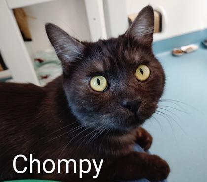 Chompy, Adoptable, Adult Male Domestic Short Hair & Domestic Short Hair.