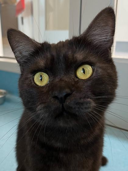 Chompy, a Adoptable mixed breed in Roseville, CA image 2/3