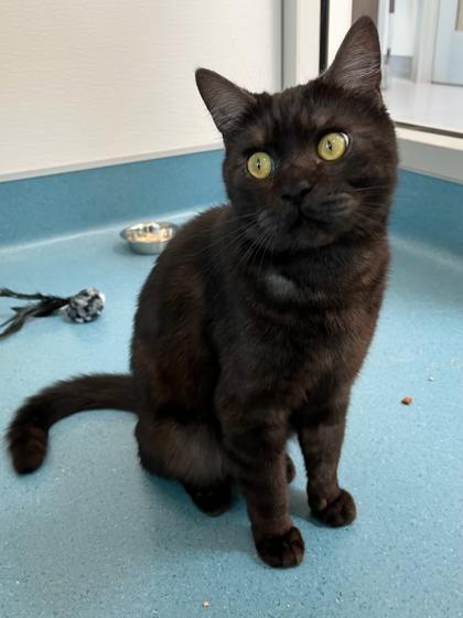 Chompy, a Adoptable mixed breed in Roseville, CA image 3/3