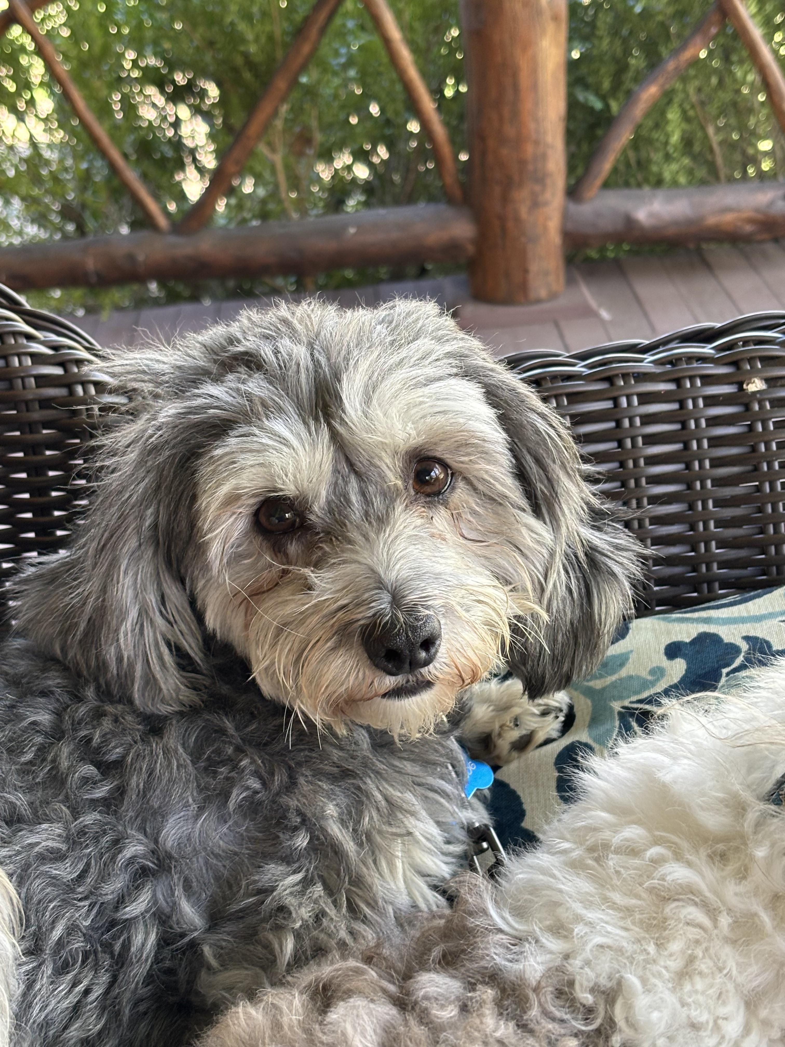 Kelce in Little Chute, Wisconsin (near Appleton, WI), adoptable, Adult Female Havanese.
