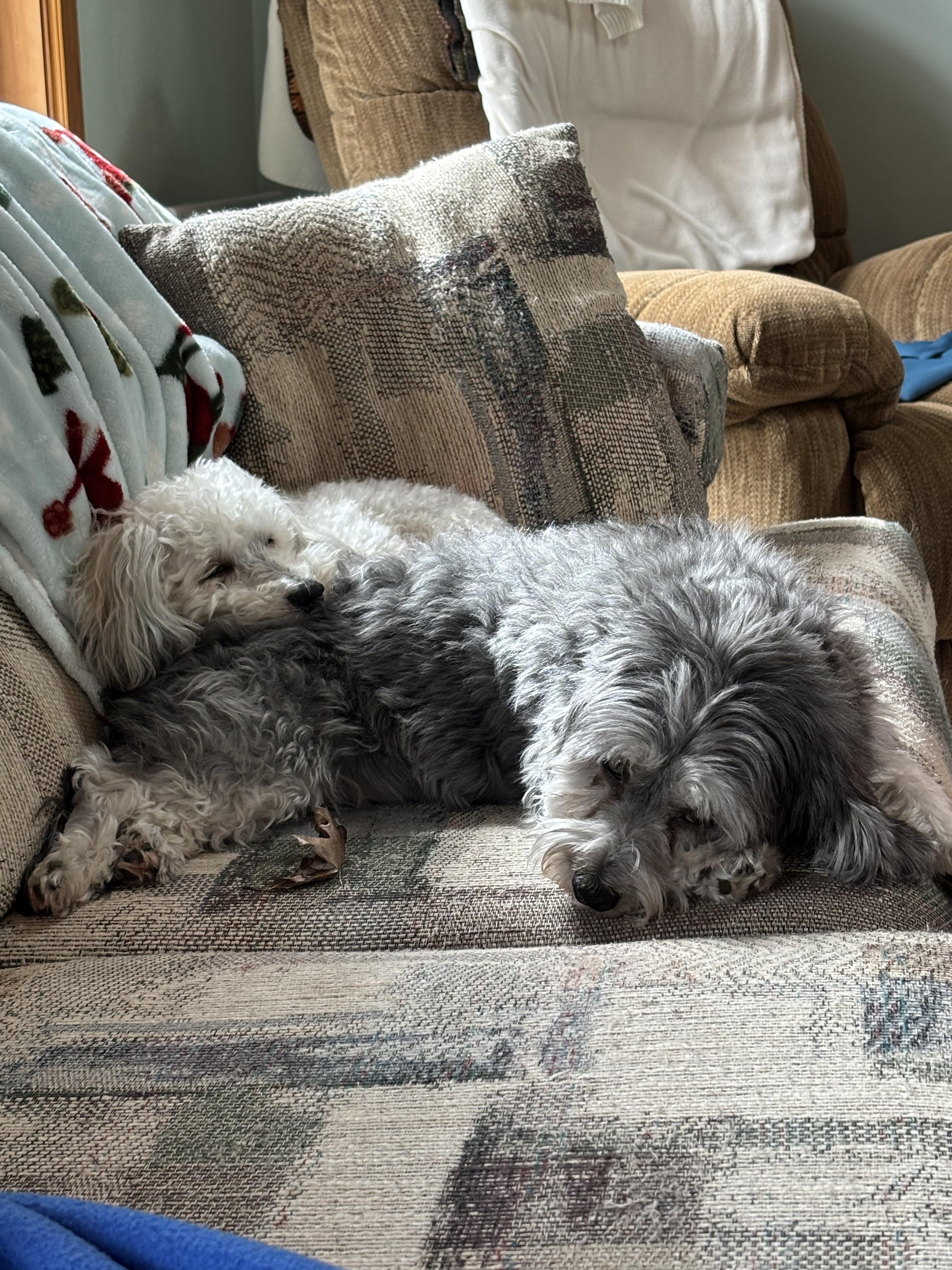 Enlarge Kiki in Little Chute, Wisconsin (near Appleton, WI), a ADOPTABLE Havanese in Little Chute, WI image 5/5