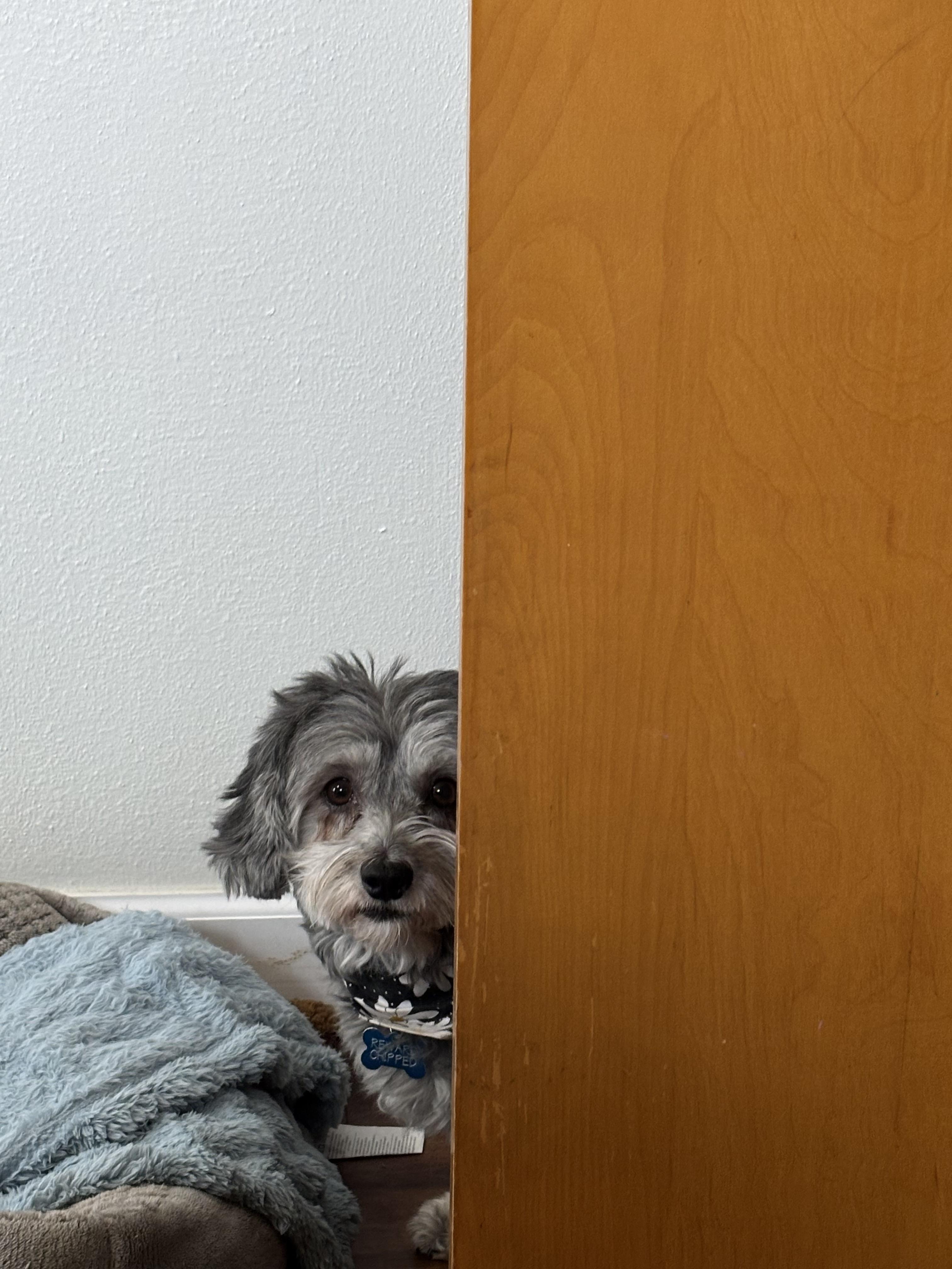 Enlarge Kiki in Little Chute, Wisconsin (near Appleton, WI), a ADOPTABLE Havanese in Little Chute, WI image 2/5