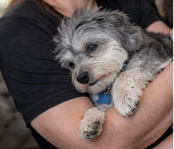 Enlarge Kiki in Little Chute, Wisconsin (near Appleton, WI), a ADOPTABLE Havanese in Little Chute, WI image 3/5