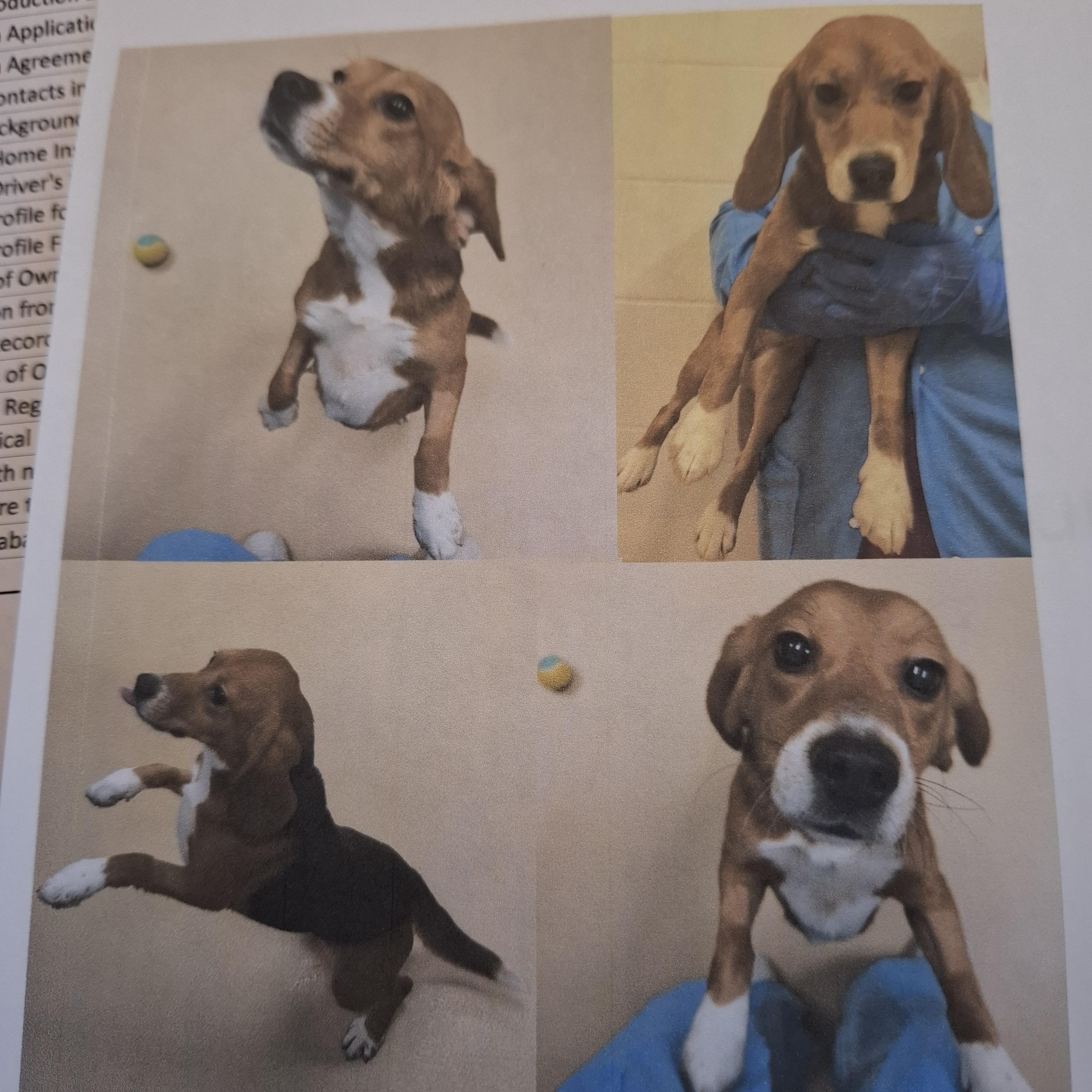 Nillie, Adoptable, Young Female Beagle.