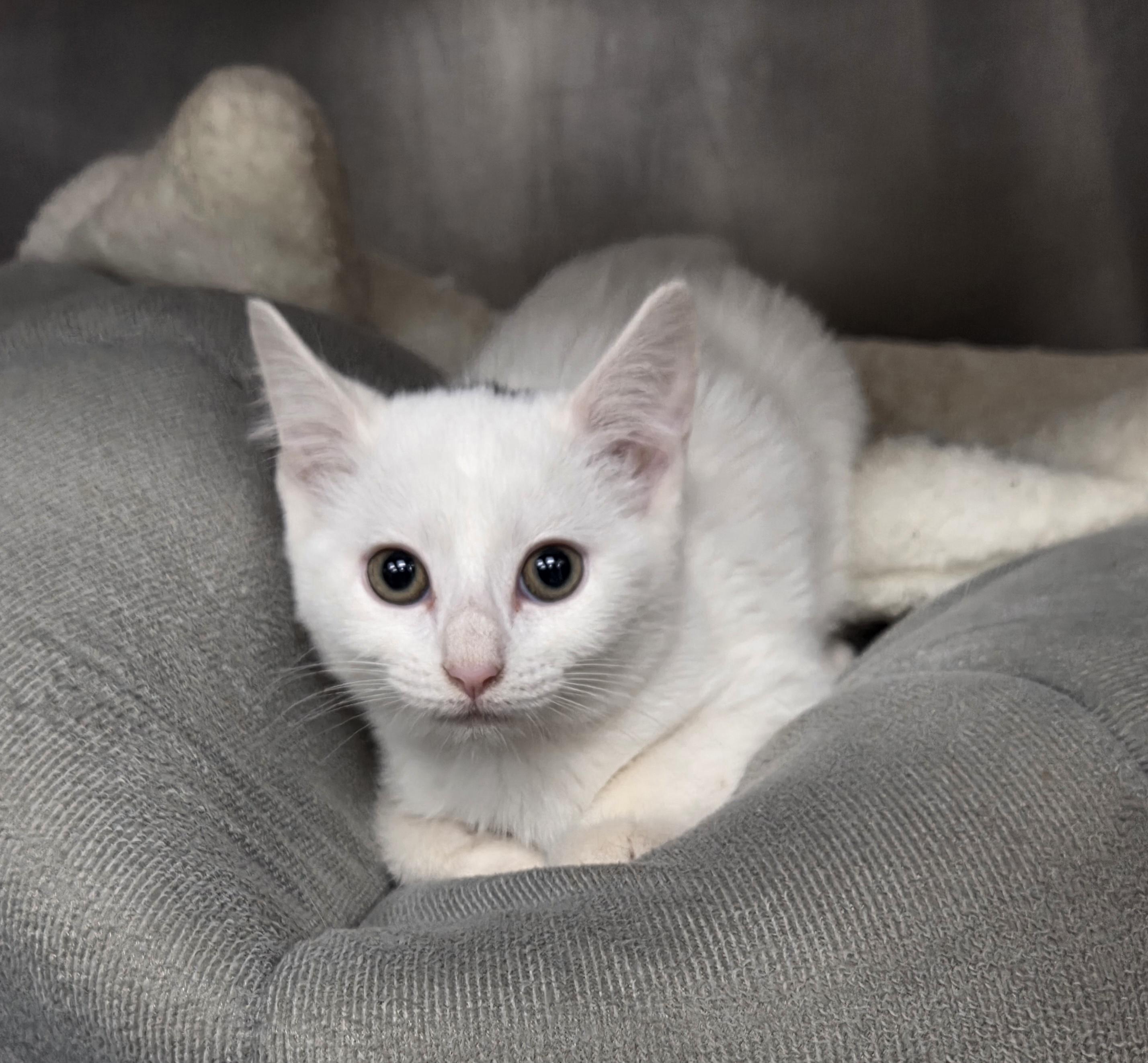 Dorthy, adopted, Kitten Female Domestic Short Hair.