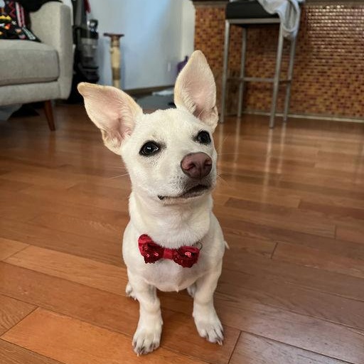 Piccolo - Rosarita Pup, an adopted mixed breed in Los Angeles, CA image 2/6