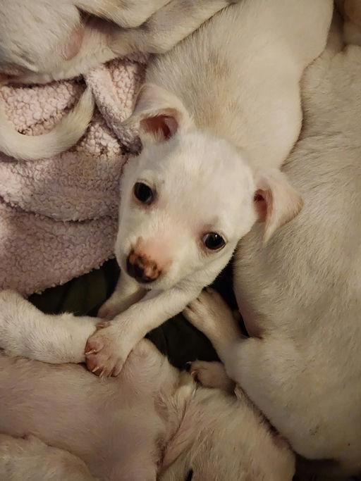 Piccolo - Rosarita Pup, a Adoptable mixed breed in Los Angeles, CA image 1/4