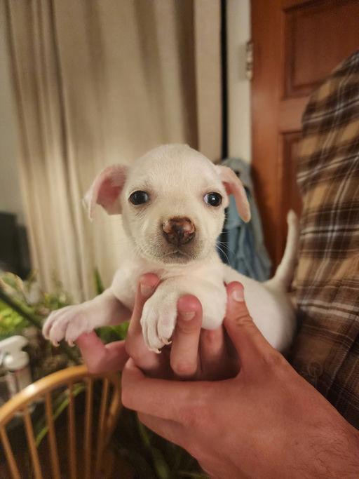 Piccolo - Rosarita Pup, a Adoptable mixed breed in Los Angeles, CA image 3/4