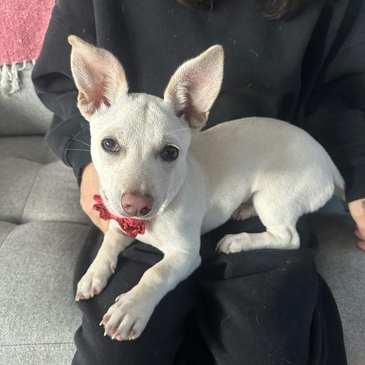 Piccolo - Rosarita Pup, an adopted mixed breed in Los Angeles, CA image 1/6