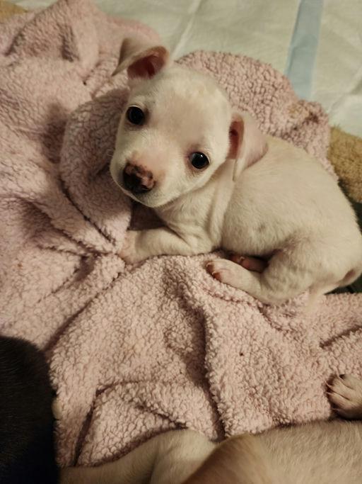 Piccolo - Rosarita Pup, a Adoptable mixed breed in Los Angeles, CA image 4/4