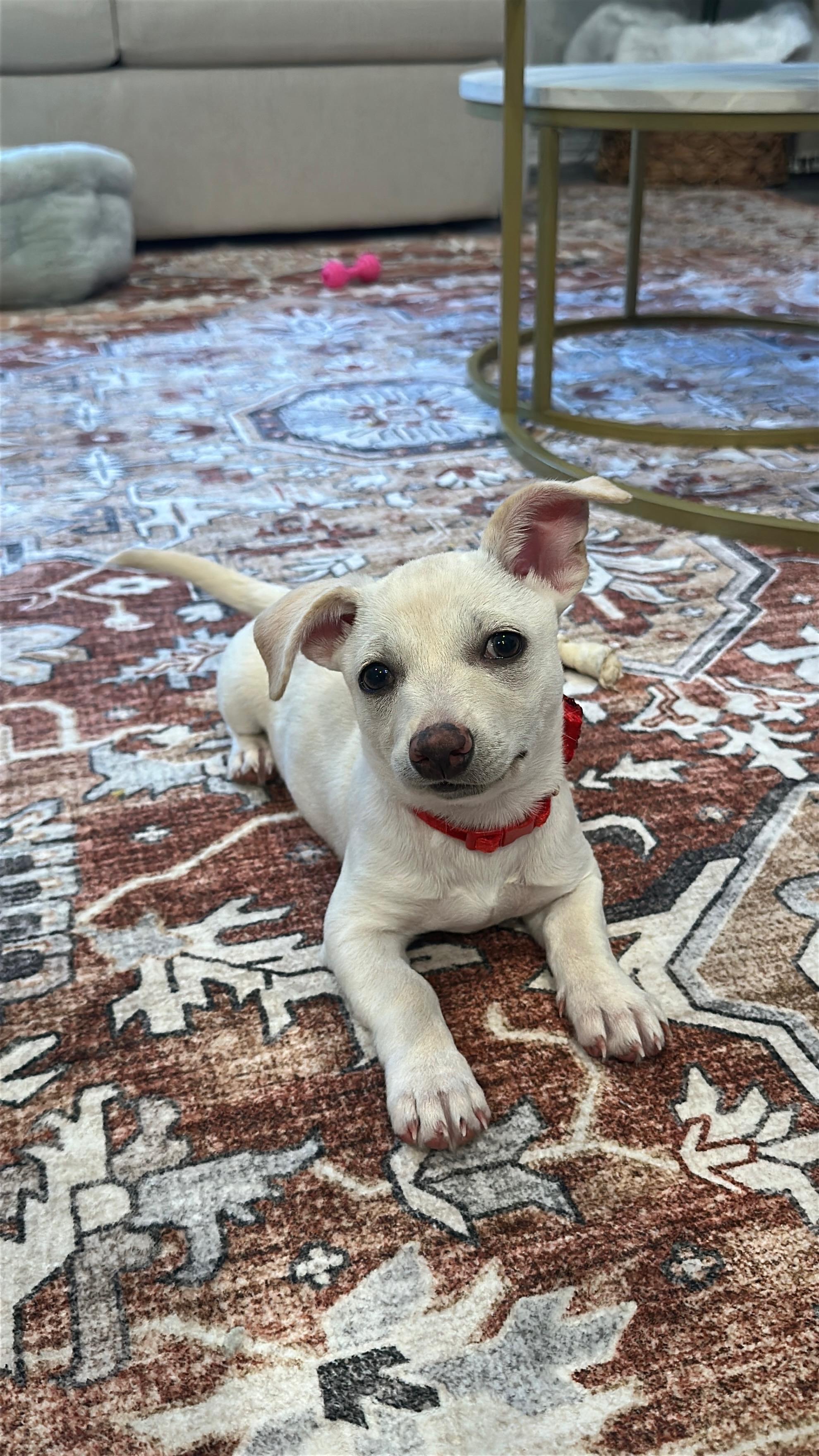 Enlarge Piccolo - Rosarita Pup, an adoptable mixed breed in Los Angeles, CA image 1/2