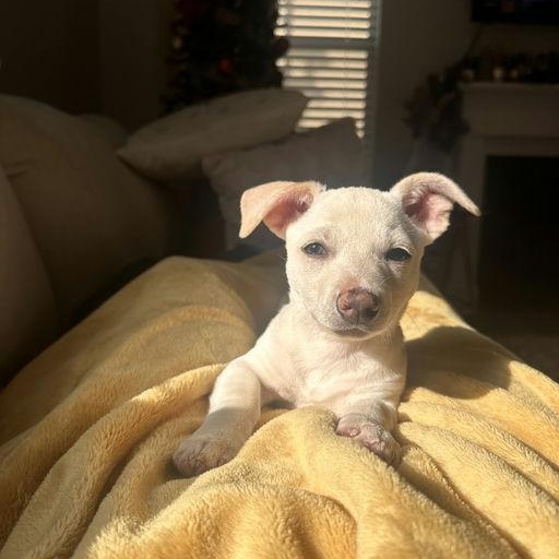 Piccolo - Rosarita Pup, an adopted mixed breed in Los Angeles, CA image 6/6