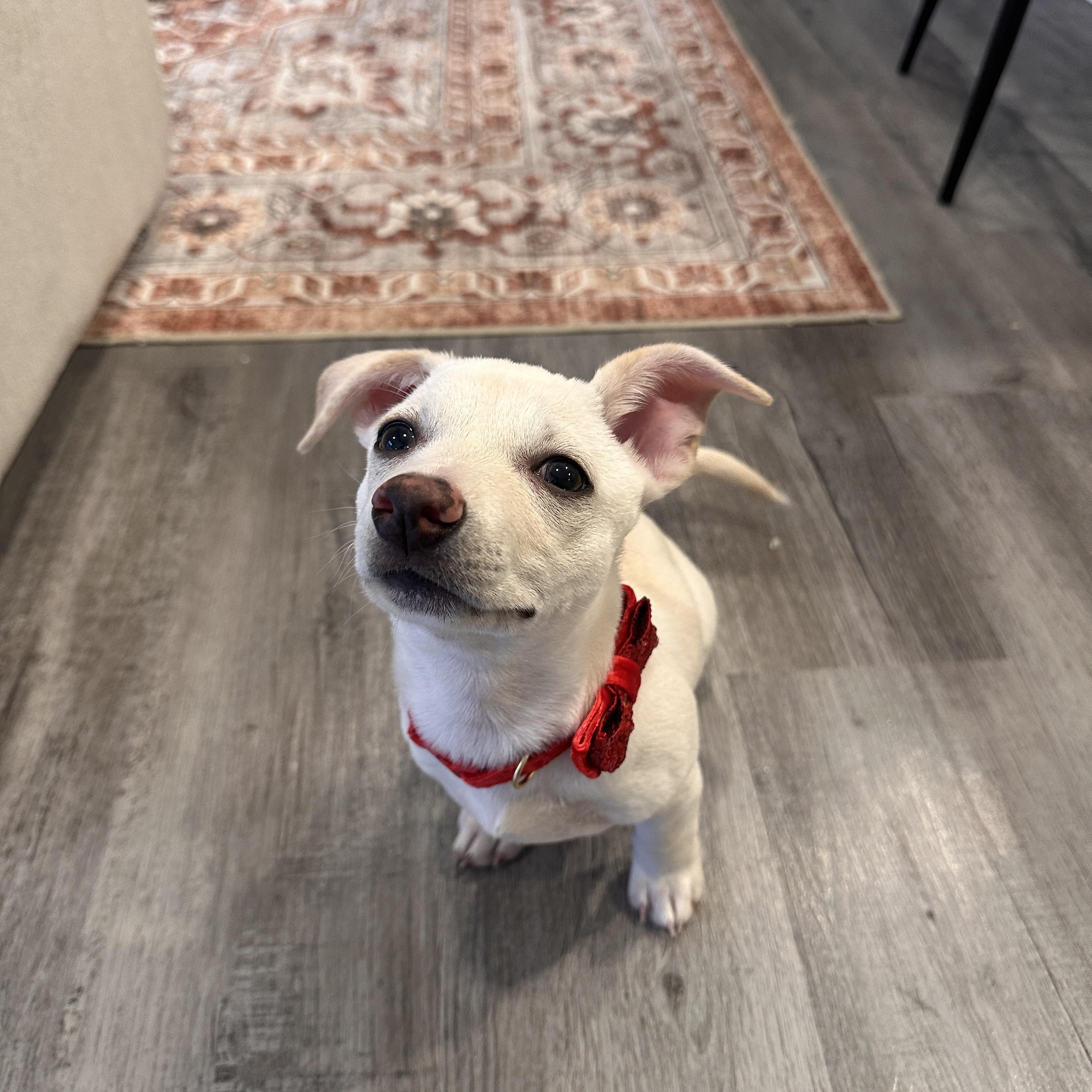 Enlarge Piccolo - Rosarita Pup, an adoptable mixed breed in Los Angeles, CA image 2/2