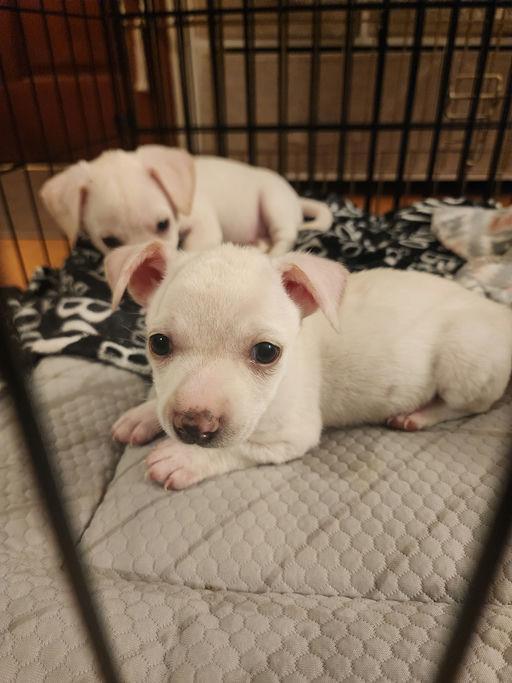 Piccolo - Rosarita Pup, a Adoptable mixed breed in Los Angeles, CA image 2/4