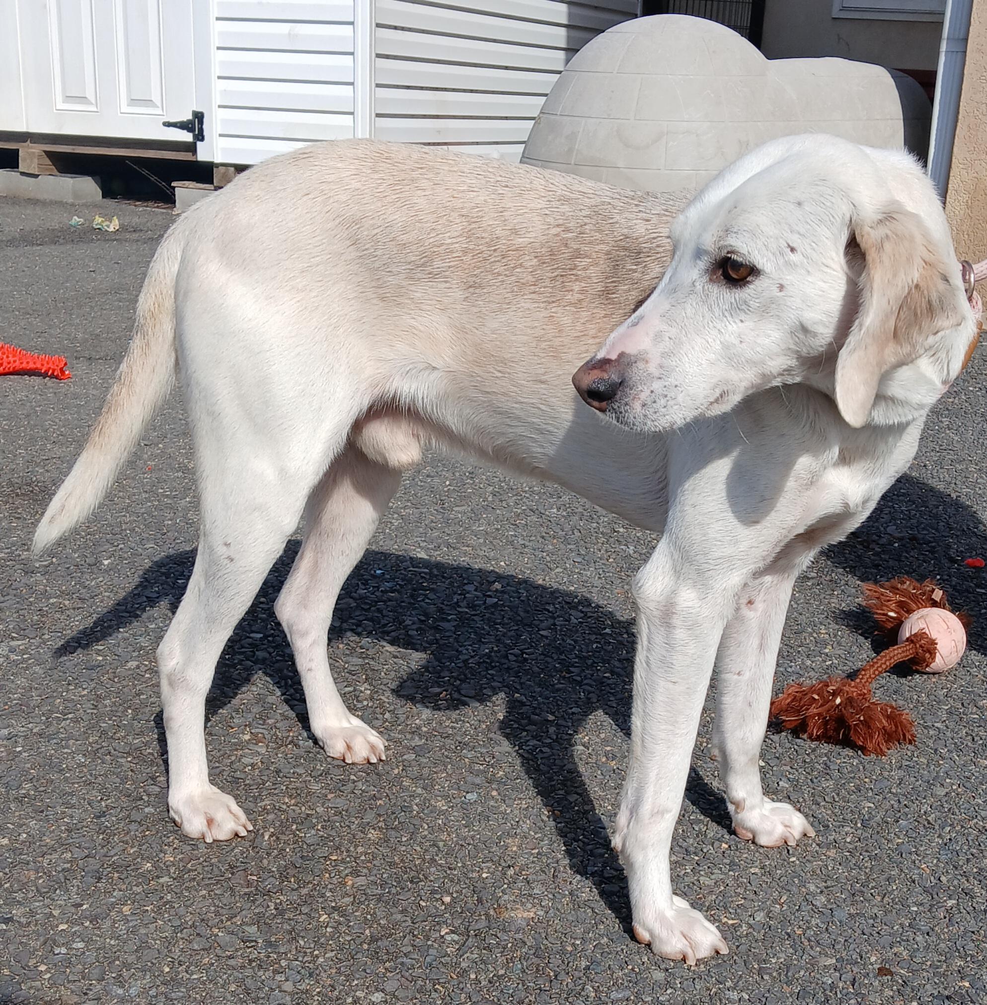 SCOOBY DOO, an adoptable Hound in Tappahannock, VA image 3/3