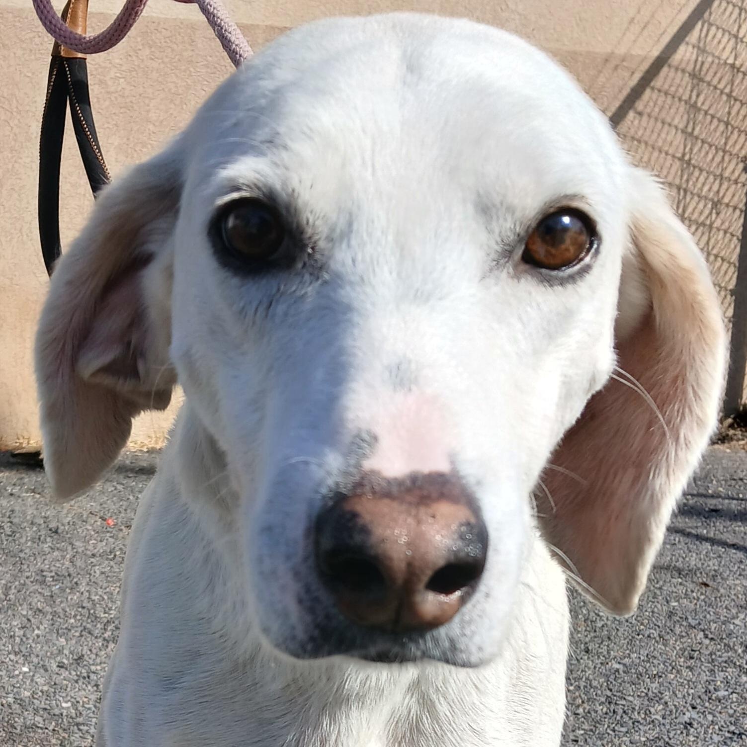 SCOOBY DOO, an adoptable Hound in Tappahannock, VA image 1/3