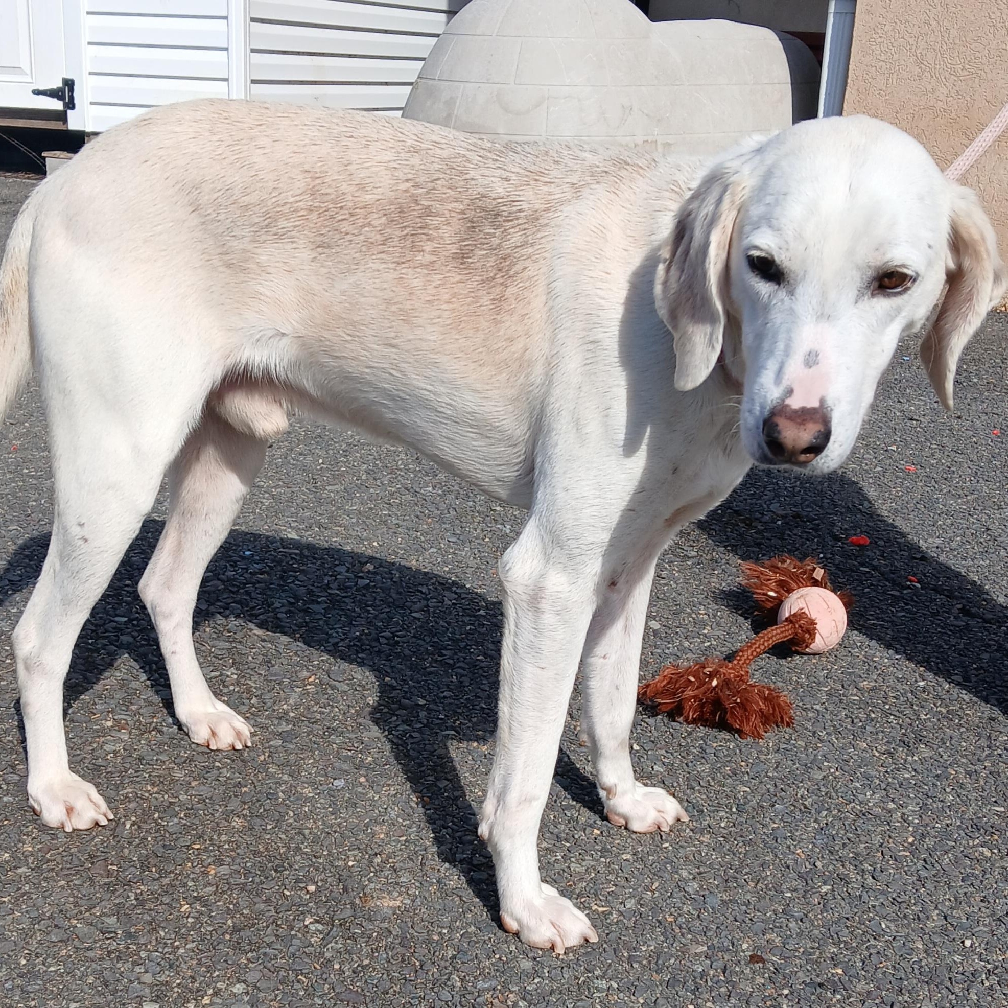 SCOOBY DOO, an adoptable Hound in Tappahannock, VA image 2/3