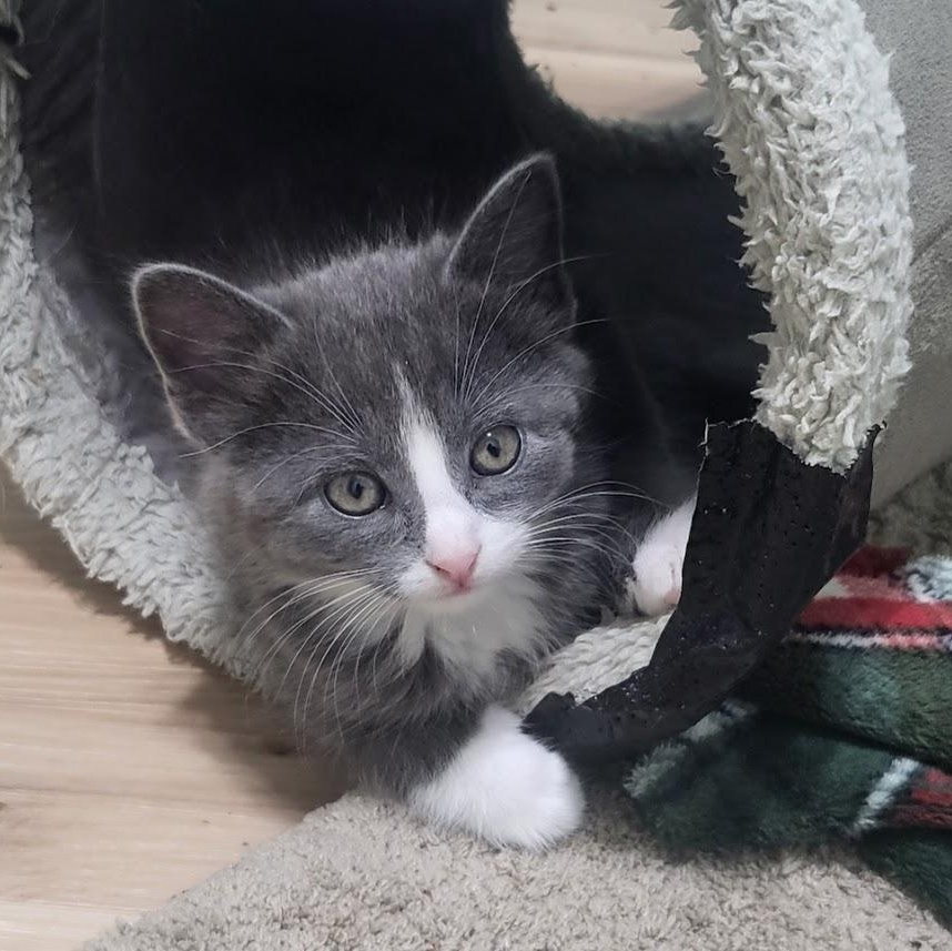 Enlarge Ozzy, an adopted Domestic Short Hair in Minneapolis, MN image 1/5