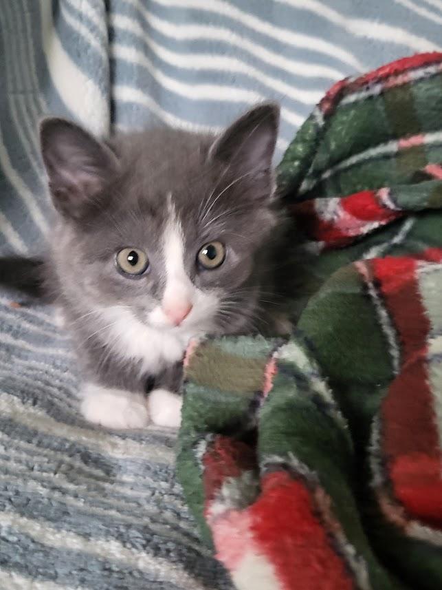 Enlarge Ozzy, an adopted Domestic Short Hair in Minneapolis, MN image 4/5