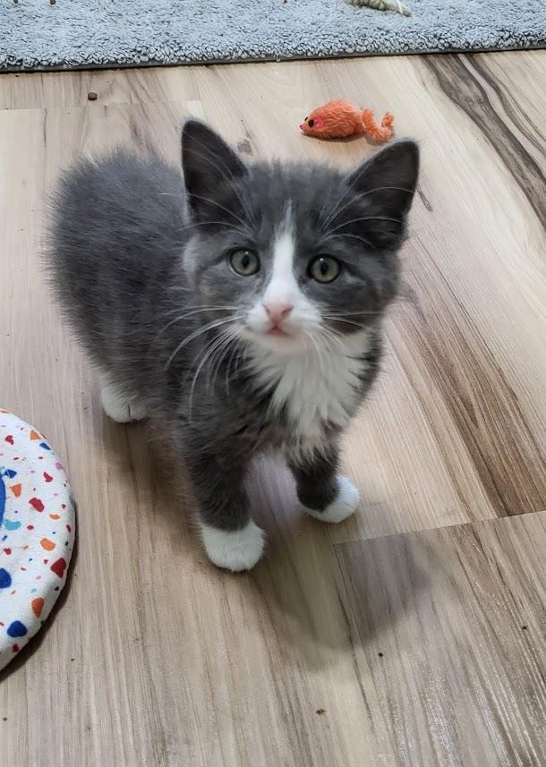 Enlarge Ozzy, an adopted Domestic Short Hair in Minneapolis, MN image 2/5