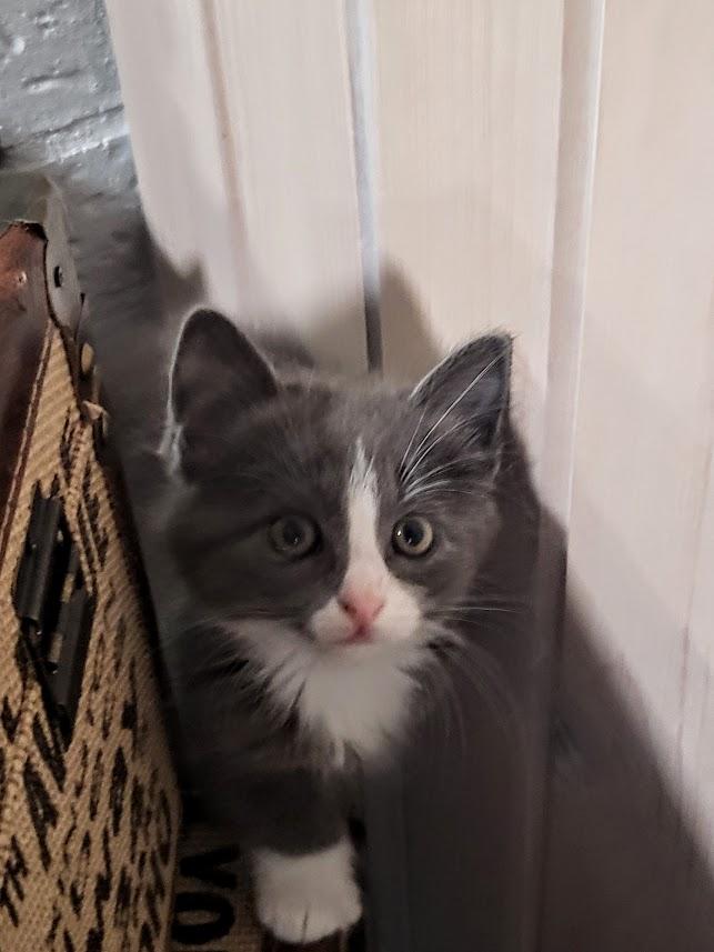 Enlarge Ozzy, an adopted Domestic Short Hair in Minneapolis, MN image 5/5