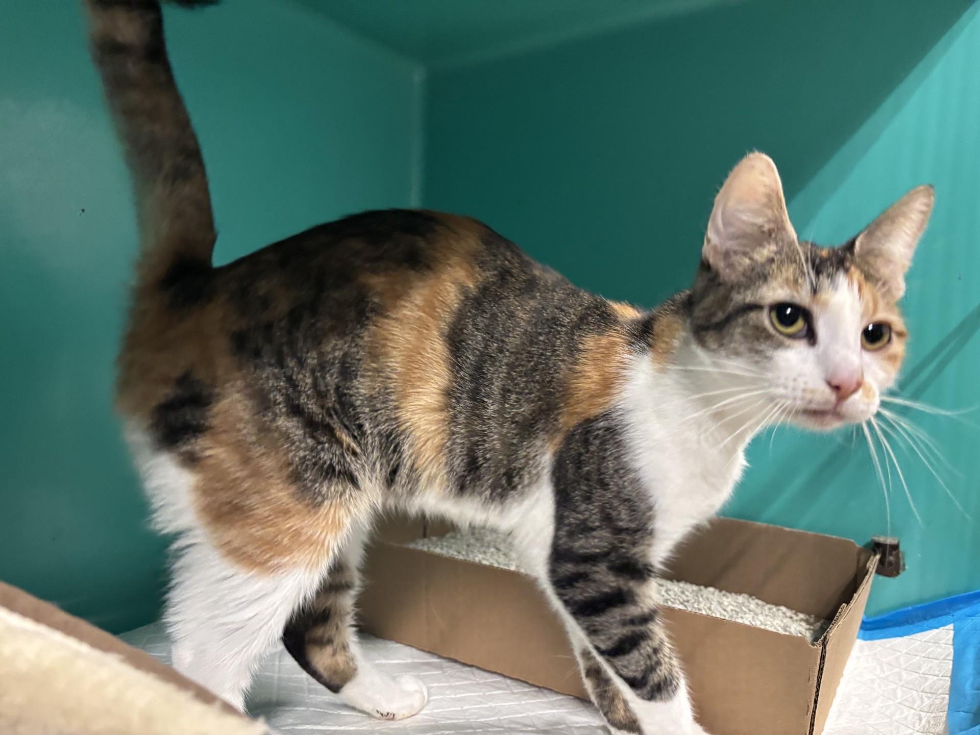 Enlarge Karoline, a ADOPTABLE Domestic Short Hair in Vernon, NJ image 1/1