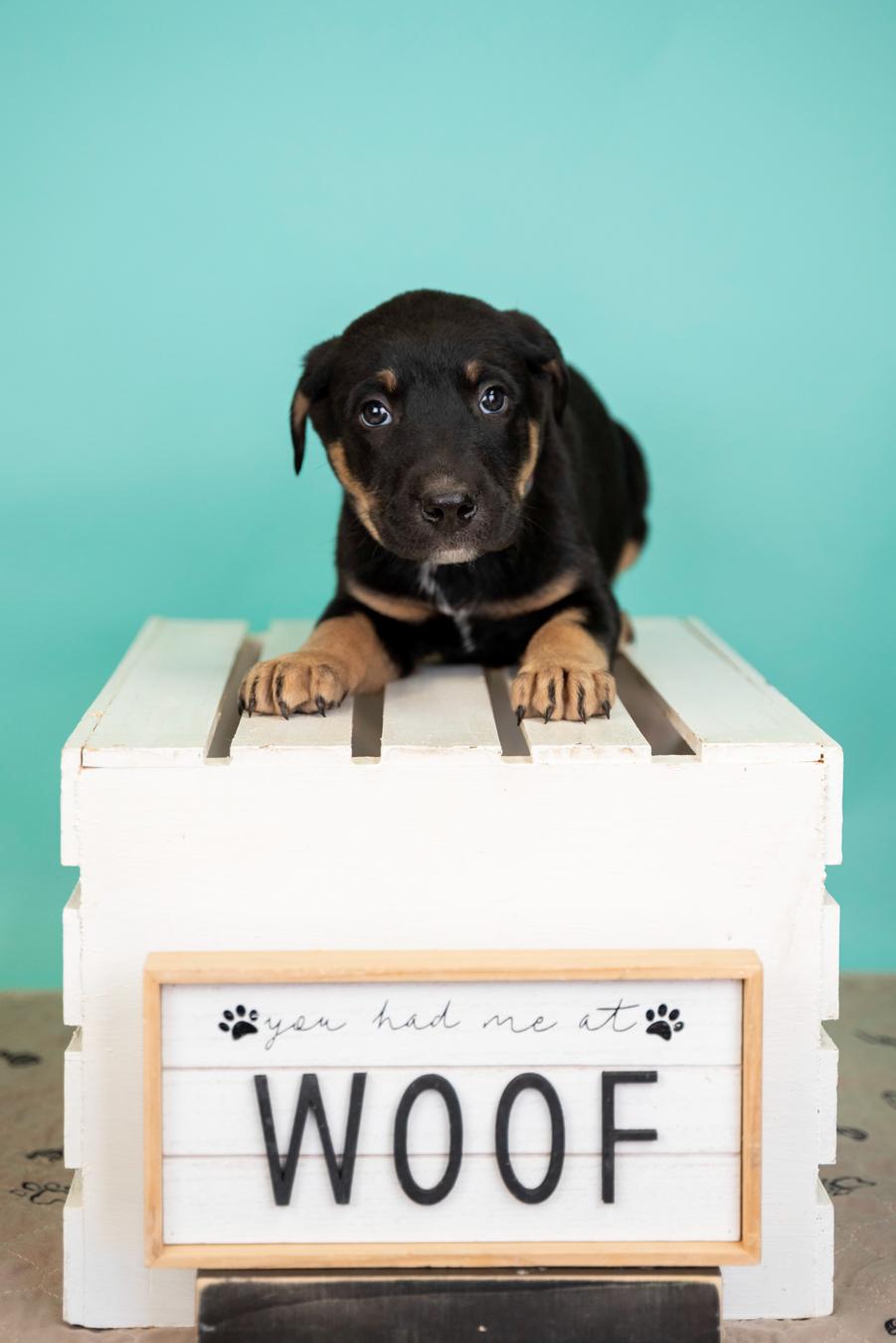Enlarge 333-26, a ADOPTABLE mixed breed in Brighton, CO image 1/1