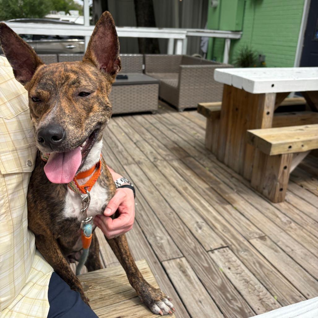 Enlarge Diamond, a Adoptable Plott Hound in Houston, TX image 1/4