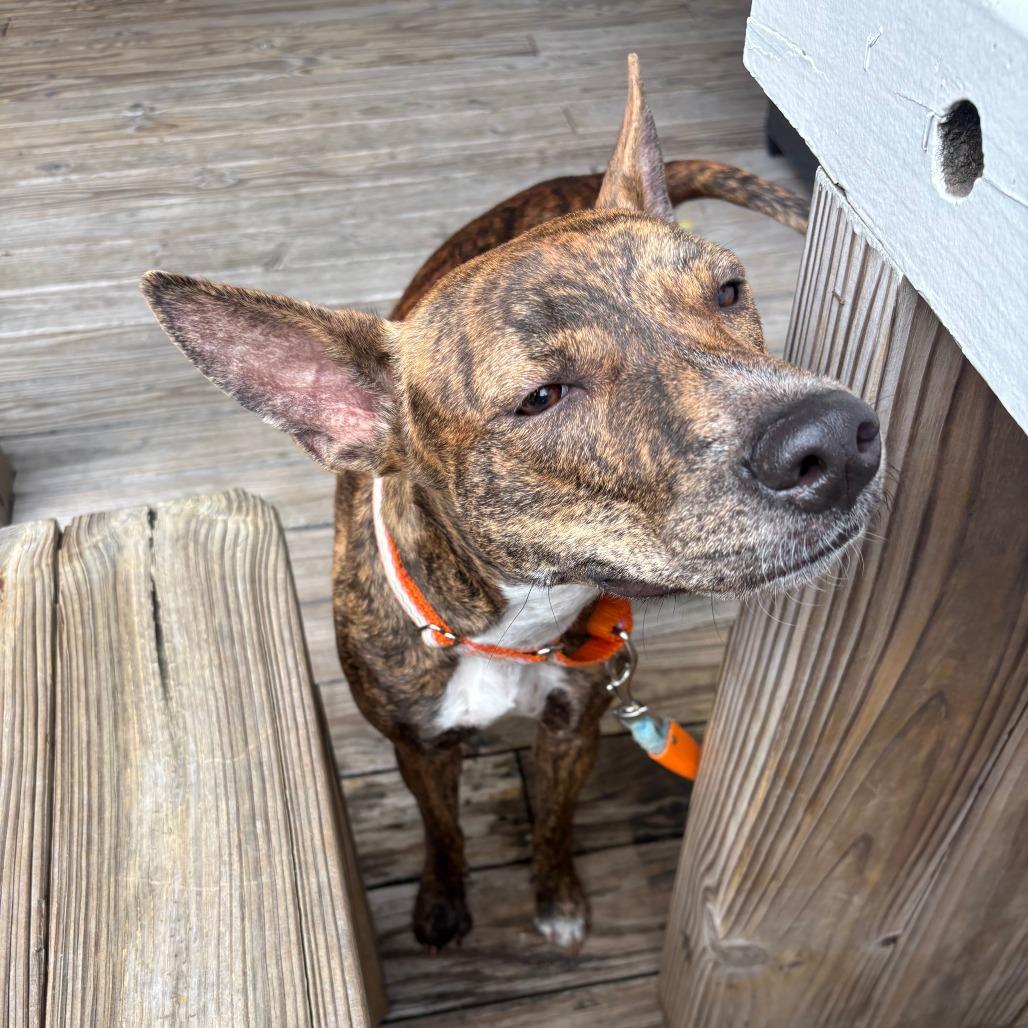 Enlarge Diamond, a Adoptable Plott Hound in Houston, TX image 2/4