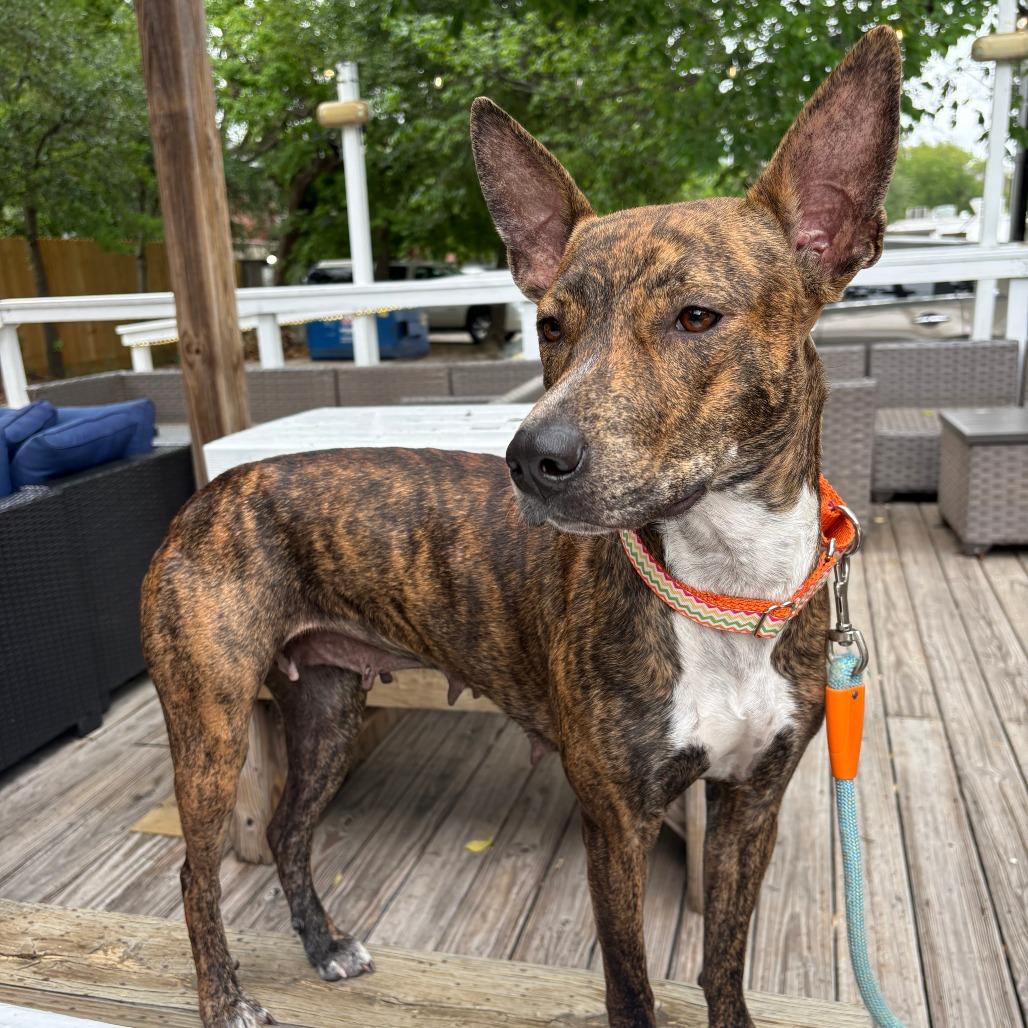 Enlarge Diamond, a Adoptable Plott Hound in Houston, TX image 3/4