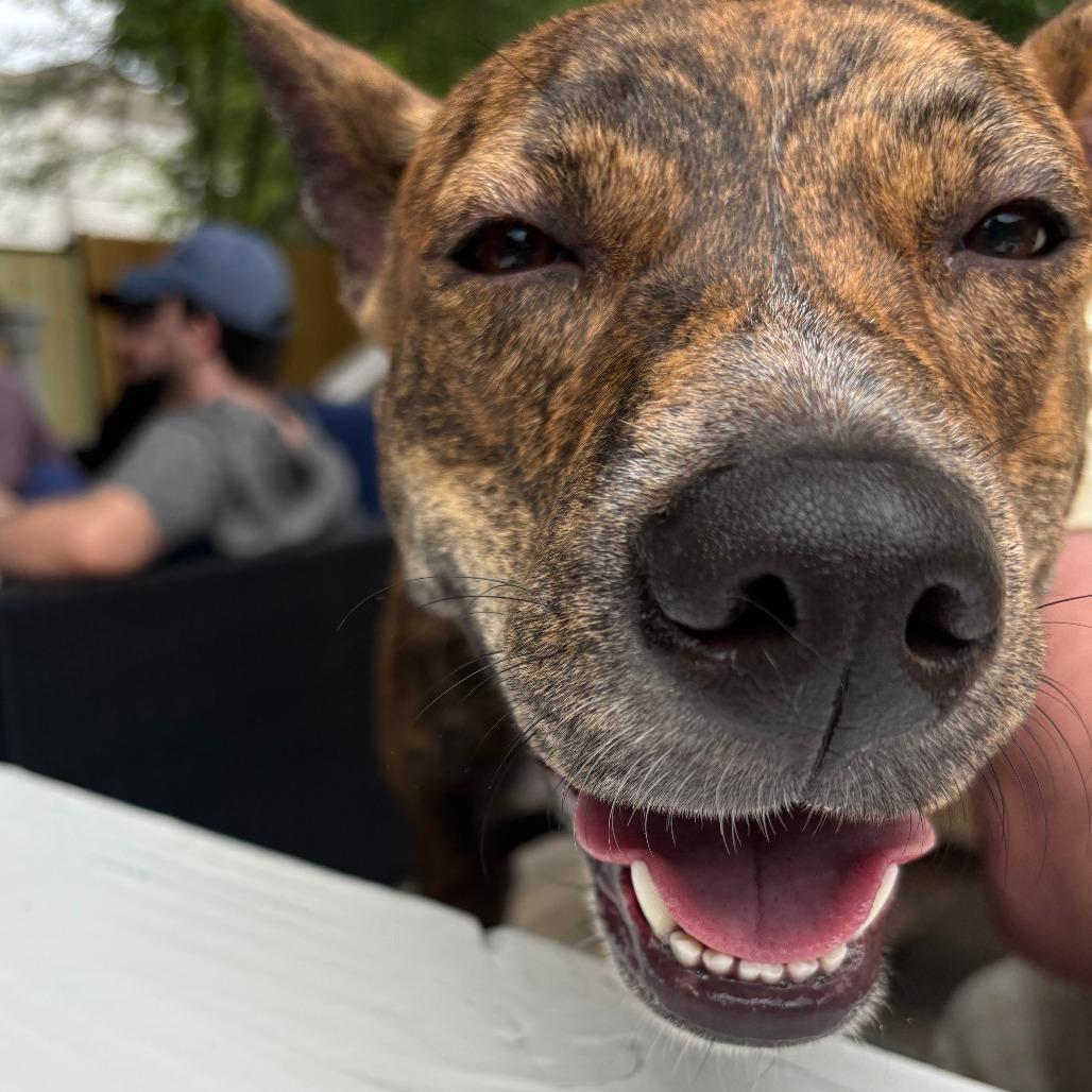 Enlarge Diamond, a Adoptable Plott Hound in Houston, TX image 4/4