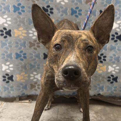 Enlarge Diamond, a Adoptable Plott Hound in Houston, TX image 1/1