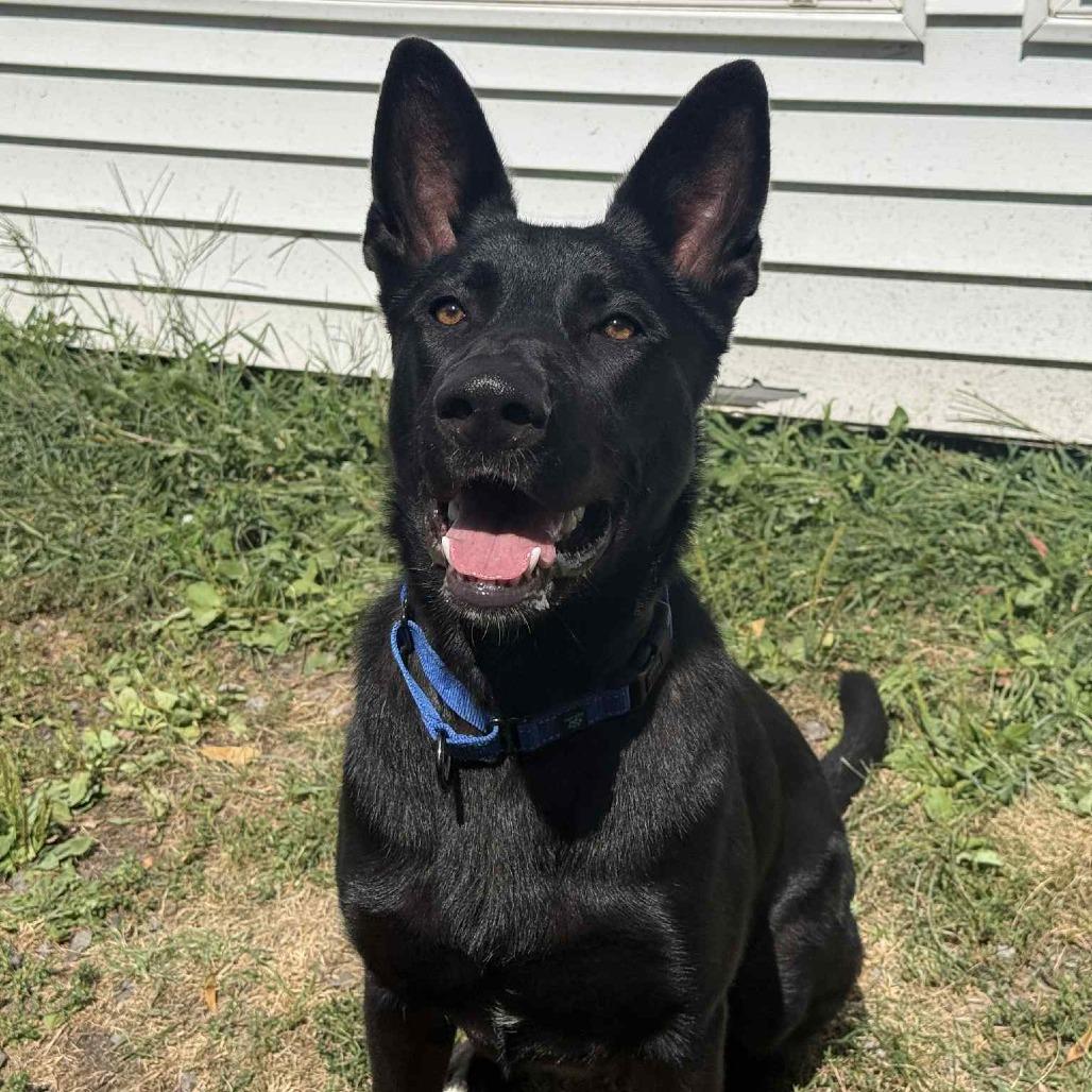 Finn, Adoptable, Young Male German Shepherd Dog & Labrador Retriever.