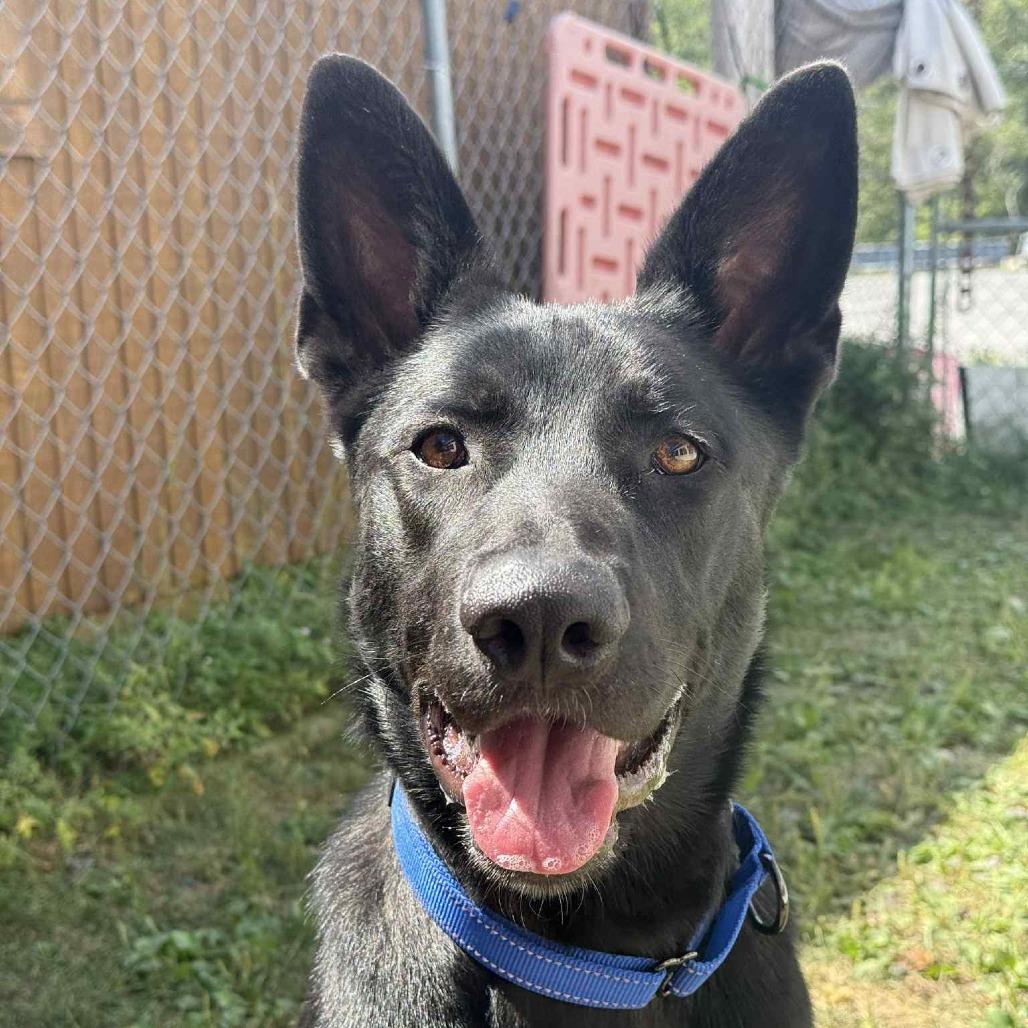 Enlarge Finn, a Adoptable mixed breed in Saugerties, NY image 2/6