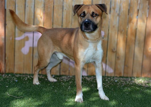 Enlarge BARKLEY, a Adoptable mixed breed in West Valley City, UT image 1/1