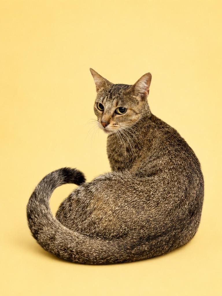 Enlarge Hunnybunny, a Adoptable mixed breed in Wauchula, FL image 1/1