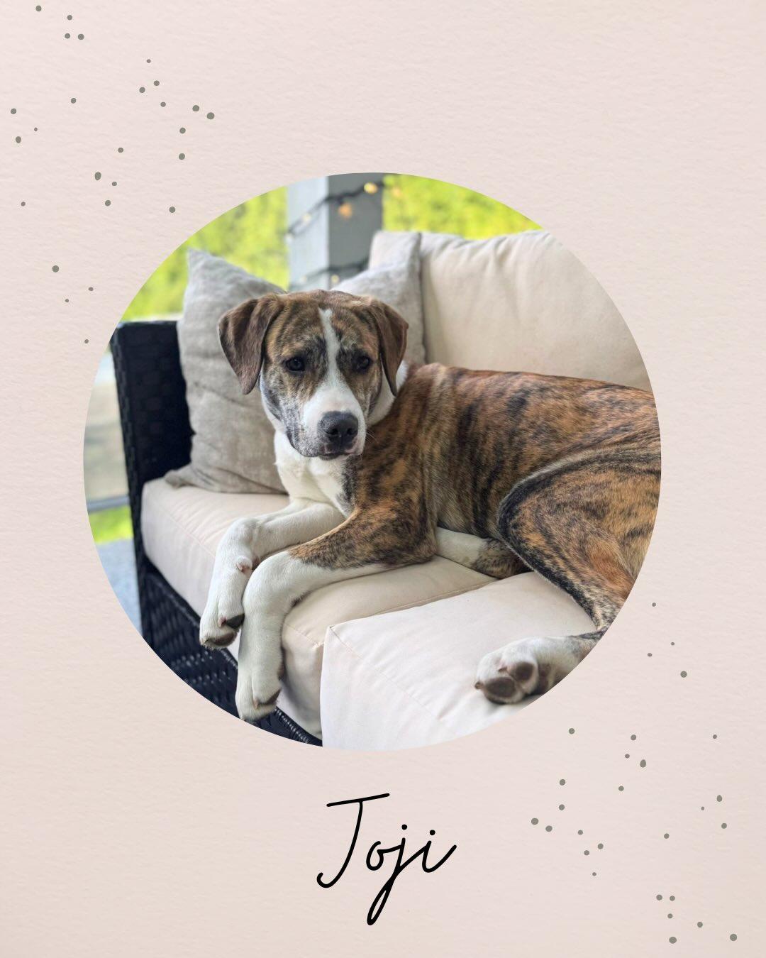 Enlarge JOJI, a ADOPTABLE mixed breed in Coquitlam, BC image 1/6