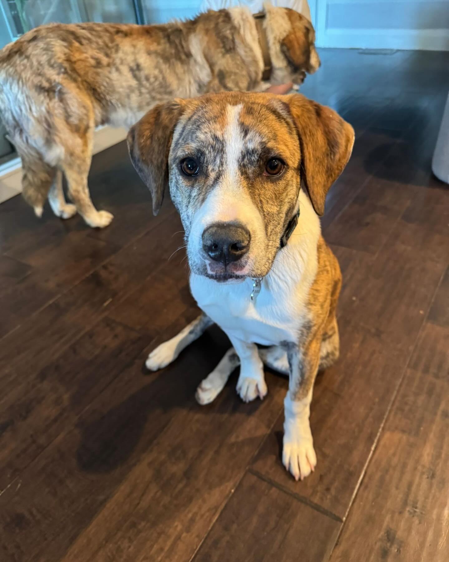 Enlarge JOJI, a ADOPTABLE mixed breed in Coquitlam, BC image 6/6