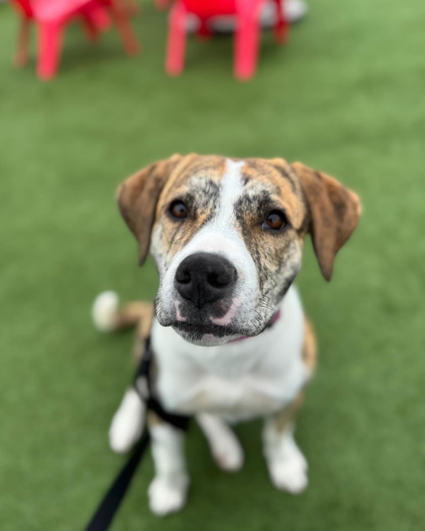 Enlarge JOJI, a ADOPTABLE mixed breed in Coquitlam, BC image 2/6