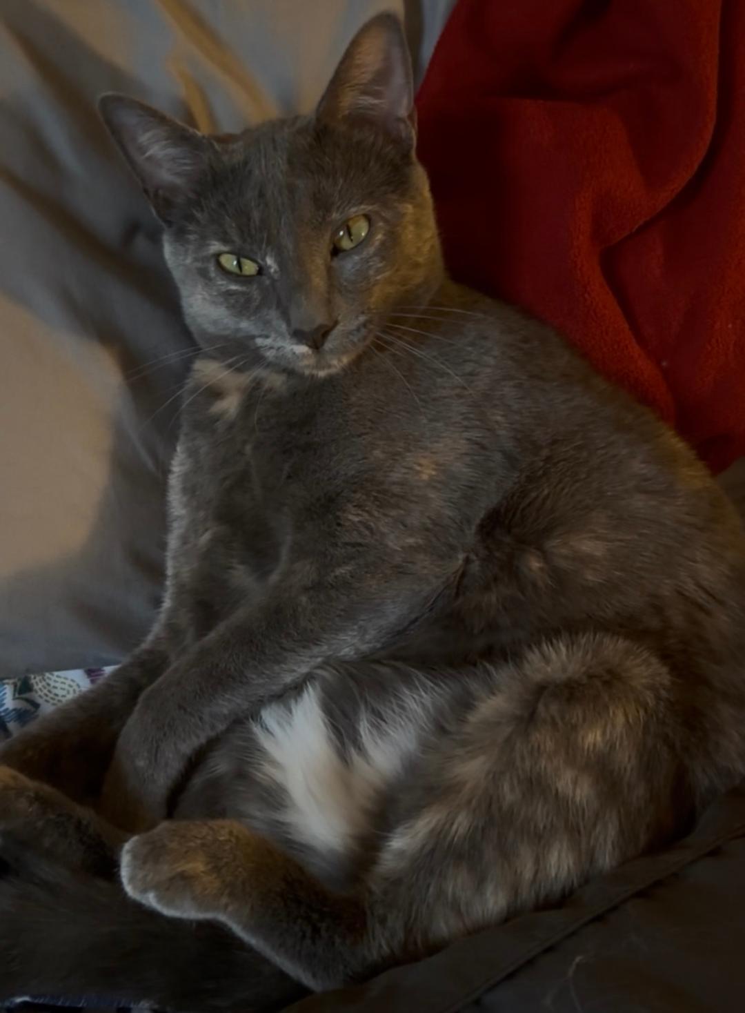 Laramie (bonded with Geno), a Adoptable mixed breed in Vacaville, CA image 2/3